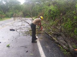 Personal de Protección Civil retira este lunes árboles derribados a causa del huracán 