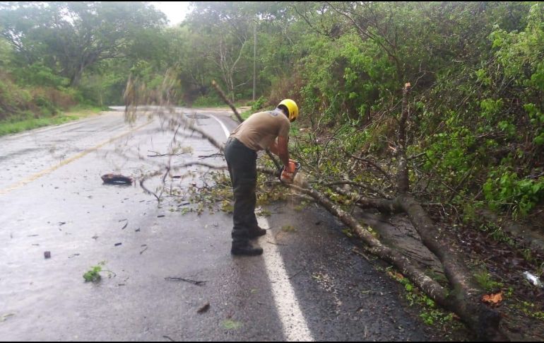 Personal de Protección Civil retira este lunes árboles derribados a causa del huracán 