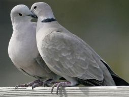 Las palomas mensajeras se negaban a moverse. AP/ARCHIVO