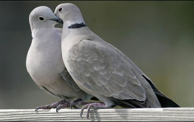 Las palomas mensajeras se negaban a moverse. AP/ARCHIVO