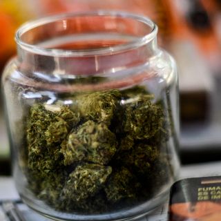 Cofepris deberá hacer públicas las normas de usos de marihuana: INAI