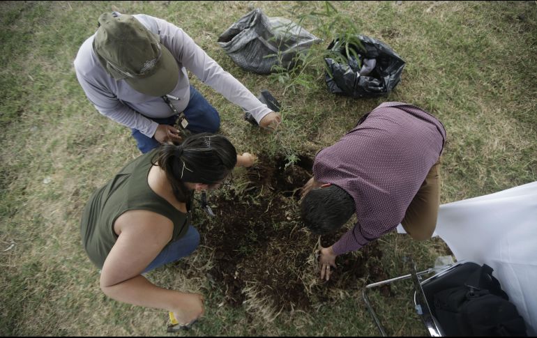 El Congreso de Tamaulipas estableció como requisito para la obtención de un título profesional, sembrar un árbol. EL INFORMADOR / ARCHIVO