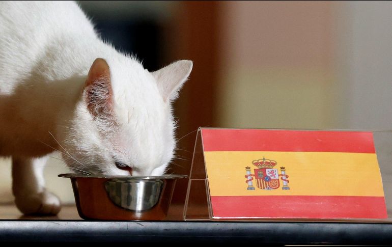Nada más lo pusieron sobre la mesa, el gato se abalanzó sobre el recipiente que estaba acompañado por la bandera de España. EFE / A. Maltsev