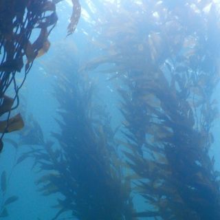 Redescubren un género olvidado de algas luego de 140 años