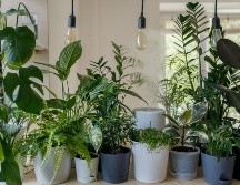 Conoce las plantas que pueden repeler a los mosquitos. ESPECIAL/Photo by Vadim Kaipov on Unsplash.