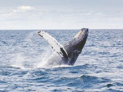 RESCATADAS. Luego de estar en las orillas de una costa china, 9 de 12 ballenas lograron ser rescatadas. PIXABAY