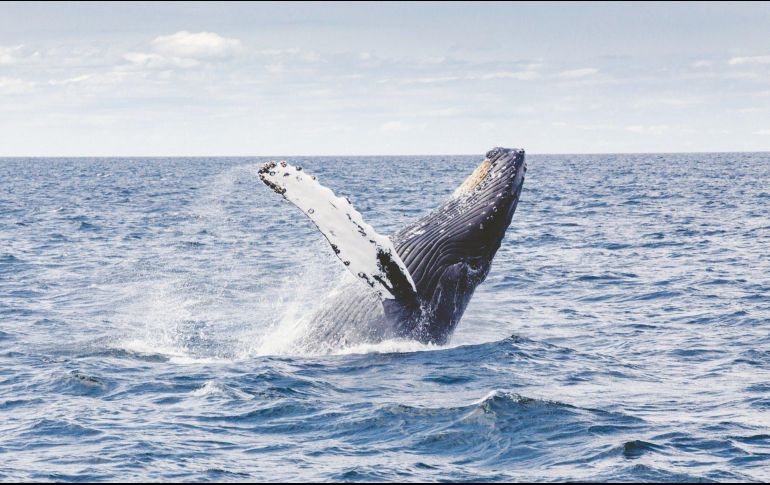 RESCATADAS. Luego de estar en las orillas de una costa china, 9 de 12 ballenas lograron ser rescatadas. PIXABAY