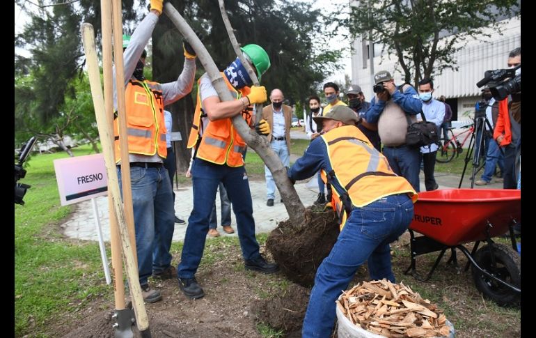 Extra A.C. reporta un récord del 90% de supervivencia de los árboles donados a la ciudadanía en los últimos 15 años. ESPECIAL/Ayuntamiento de Zapopan