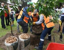 Extra A.C. reporta un récord del 90% de supervivencia de los árboles donados a la ciudadanía en los últimos 15 años. ESPECIAL/Ayuntamiento de Zapopan
