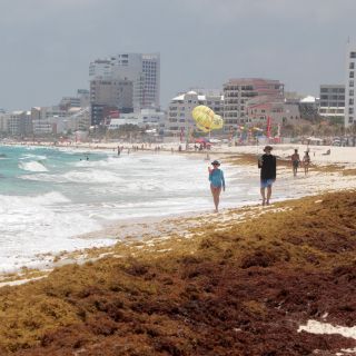 Quintana Roo podría enfrentar máximo histórico de sargazo en verano