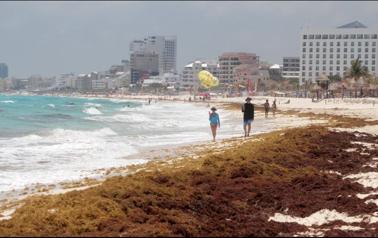 El fénomeno del sargazo tuvo en 2018 su máximo histórico de contaminación en las playas continentales. EFE/A. Cupul