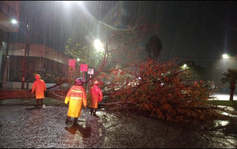 El árbol cayó en el cruce de las calles Fermín Riestra y Calzada Federalismo, lo que provocó el cierre a la circulación. ESPECIAL / Bomberos de Guadalajara