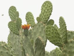 El nopal es una gran fuente de vitaminas, entre ellas la A, y el complejo B, además de potasio y calcio. EL INFORMADOR/ARCHIVO