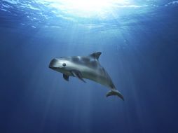 El número de ejemplares de la vaquita marina se confirma a través de dispositivos de escucha subacuáticos que grafican los chirridos y chillidos que los animales hacen. AP / ARCHIVO