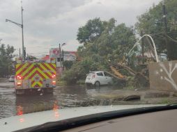 Un árbol de 15 metros cayó en Topacio y Lapislázuli, afectando a varios autos que estaban estacionados. ESPECIAL