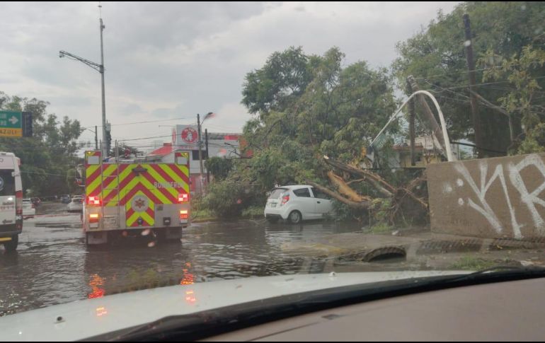 Un árbol de 15 metros cayó en Topacio y Lapislázuli, afectando a varios autos que estaban estacionados. ESPECIAL