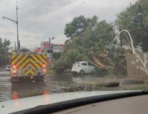 Un árbol de 15 metros cayó en Topacio y Lapislázuli, afectando a varios autos que estaban estacionados. ESPECIAL