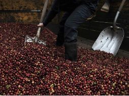 Una taza de café contiene en promedio 96 miligramos de cafeína. EFE/ ARCHIVO
