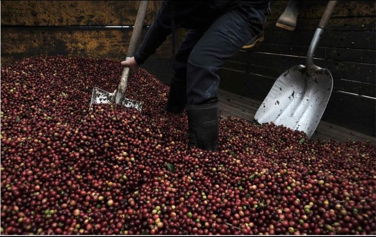 Una taza de café contiene en promedio 96 miligramos de cafeína. EFE/ ARCHIVO