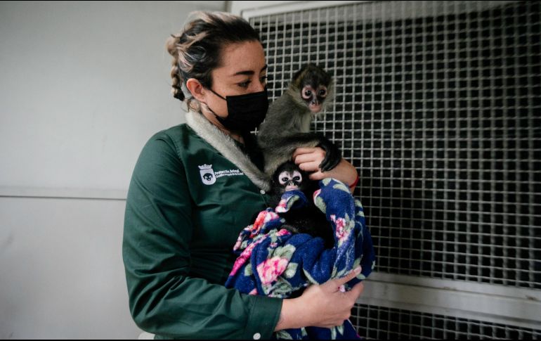 La directora de Protección Animal de Zapopan dijo que desde hace cuatro años ha crecido de forma impresionante el tráfico de monos. En la foto aparecen “Tomasa” (arriba) y “Camila”, habitantes de Villa Fantasía. EL INFORMADOR/G. Gallo