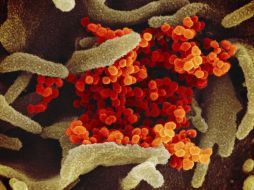 La cepa con más presencia en Campeche sigue siendo la Gamma, y se ha identificado en cuatro municipios. AP / ARCHIVO