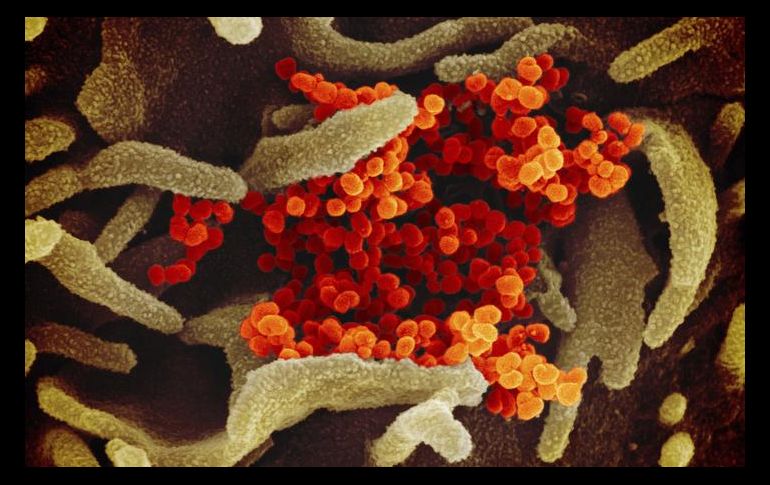 La cepa con más presencia en Campeche sigue siendo la Gamma, y se ha identificado en cuatro municipios. AP / ARCHIVO