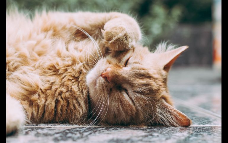 UNSPLASH/ LUDEMEULA FERNANDES