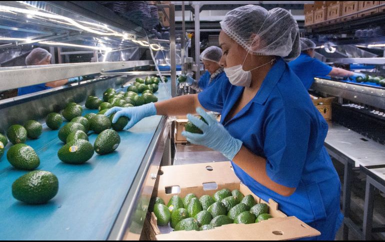 De la suma total de exportaciones generada, la agroindustria alcanzó los 9 mil millones de dólares. NTX/ARCHIVO