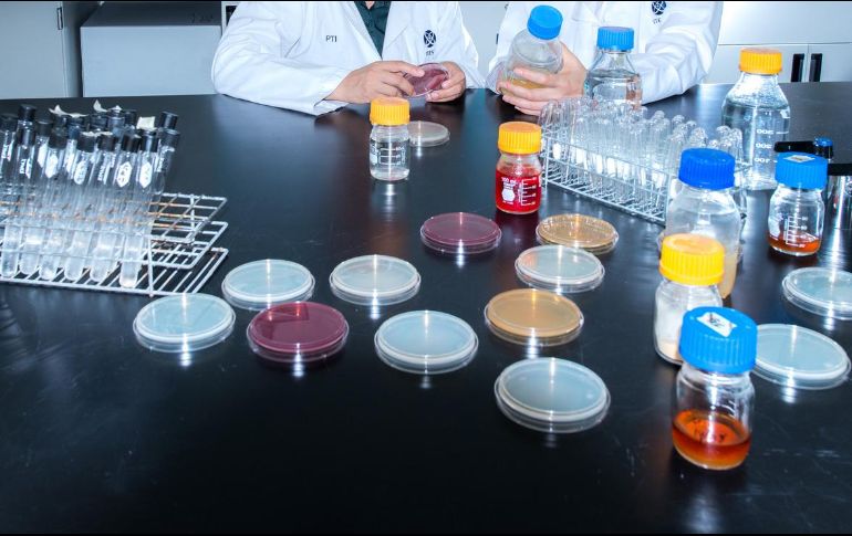 El uso de probióticos, prebióticos y zinc tienen un probado efecto positivo sobre el sistema inmune, la microbiota intestinal y la función de barrera del intestino. NTX/ARCHIVO