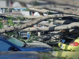 Hasta las 12:00 horas de hoy martes, personal de Parques y Jardines de Guadalajara acudió al lugar para levantar los árboles. ESPECIAL /