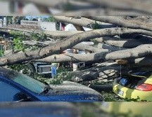 Hasta las 12:00 horas de hoy martes, personal de Parques y Jardines de Guadalajara acudió al lugar para levantar los árboles. ESPECIAL /