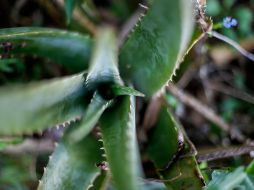El aloe vera es uno de los ingredientes más nobles que tiene la herbolaria mexicana. EL INFORMADOR/ARCHIVO