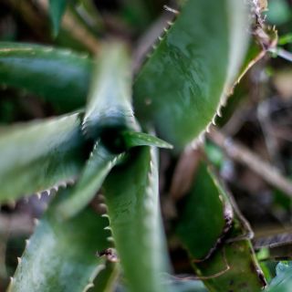 ¡Haz tu propia crema para peinar con sábila!