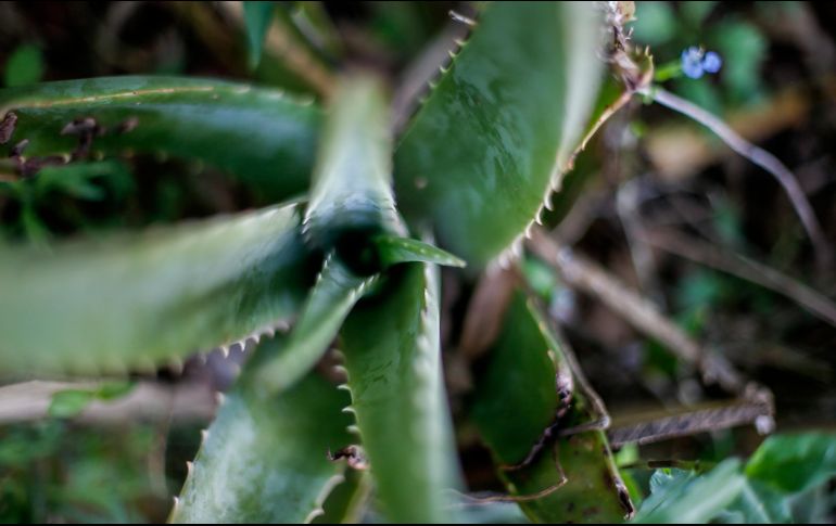 El aloe vera es uno de los ingredientes más nobles que tiene la herbolaria mexicana. EL INFORMADOR/ARCHIVO