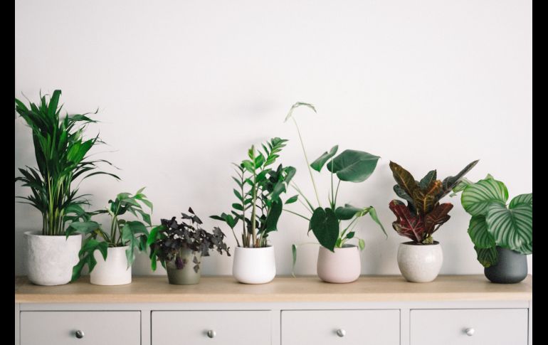 El riego excesivo es una de las causas más comunes de muerte en plantas de interior. UNSPLASH/ ANIE SPRATT