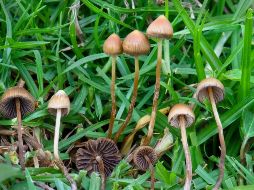 MANJAR. Aquí te damos todos los detalles de este estudio sobre los también llamados en náhuatl nanácatl. ESPECIAL