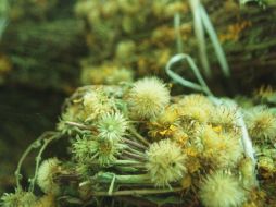 Esta planta ha sido utilizada durante cientos de años por sus propiedades curativas. EL INFORMADOR/ ARCHIVO