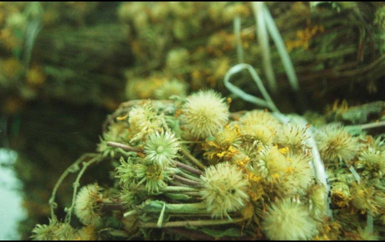 Esta planta ha sido utilizada durante cientos de años por sus propiedades curativas. EL INFORMADOR/ ARCHIVO