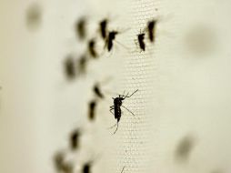 En total, en los que va del año en Jalisco se han confirmado 65 casos de dengue. NTX/ARCHIVO