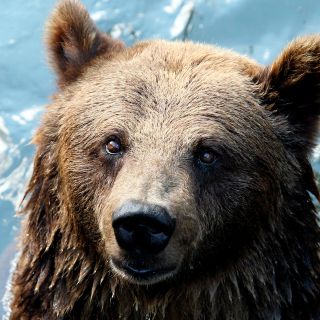 Rescatan a hombre acechado por oso en Alaska