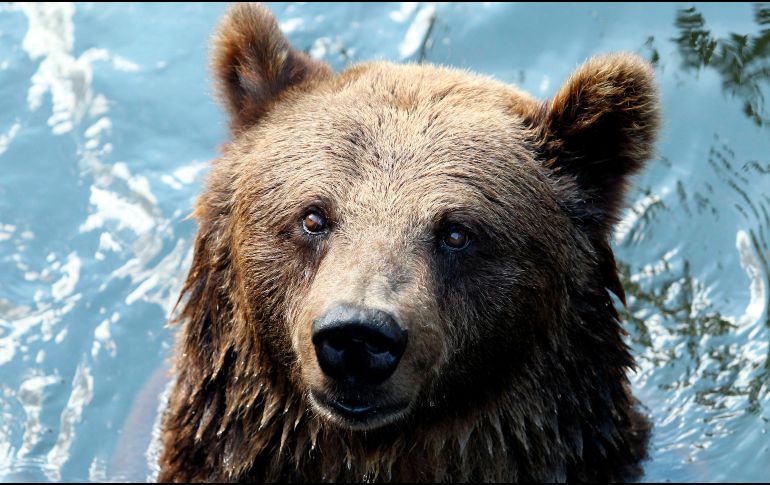 La cabaña estaba siendo perimetrada por un oso pardo. EFE/ ARCHIVO
