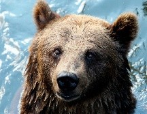 La cabaña estaba siendo perimetrada por un oso pardo. EFE/ ARCHIVO