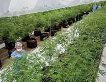 La legalización también ayudará a la creación de derivados no sicoactivos. AP/ ARCHIVO
