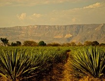 tequila