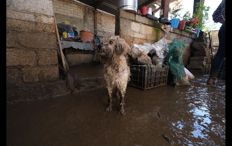 En el lugar trabaja personal de la Secretaría de Seguridad, de Protección Civil Jalisco y de las comandancias regionales de Protección Civil de Ciudad Guzmán y El Grullo. ESPECIAL/Gobierno de Jalisco