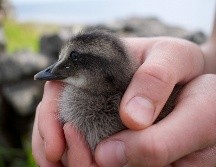 El eider está totalmente protegido en Islandia. Su caza y la utilización de sus huevos están prohibidos. AFP/J. Richard