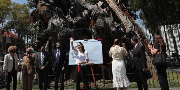 Convierten en "victorioso" el &aacute;rbol donde Hern&aacute;n Cort&eacute;s llor&oacute; amargamente