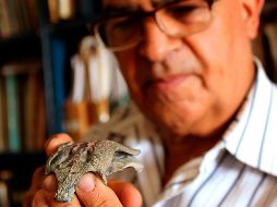 BURKESUCHUS. En la foto, uno de sus fragmentos fosilizados en manos de un miembro de equipo de paleontólogos que lo descubrió. EFE