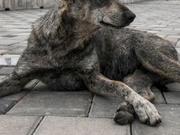 Cibernautas crearon el hashtag #JusticiaEnTlalne para manifestar su enojo por los actos cometidos contra el can y para exigir a las autoridades correspondientes actúen con celeridad en el caso. AFP / ARCHIVO