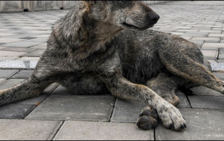 Cibernautas crearon el hashtag #JusticiaEnTlalne para manifestar su enojo por los actos cometidos contra el can y para exigir a las autoridades correspondientes actúen con celeridad en el caso. AFP / ARCHIVO